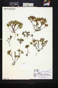 Phacelia demissa image