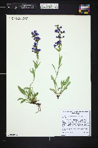 Penstemon virens image