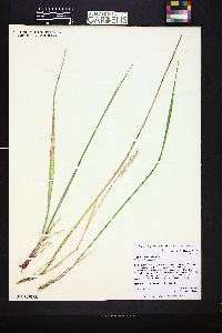 Oryzopsis asperifolia image