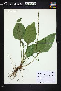 Plantago major image