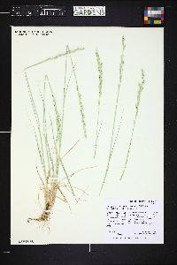 Pascopyrum smithii image