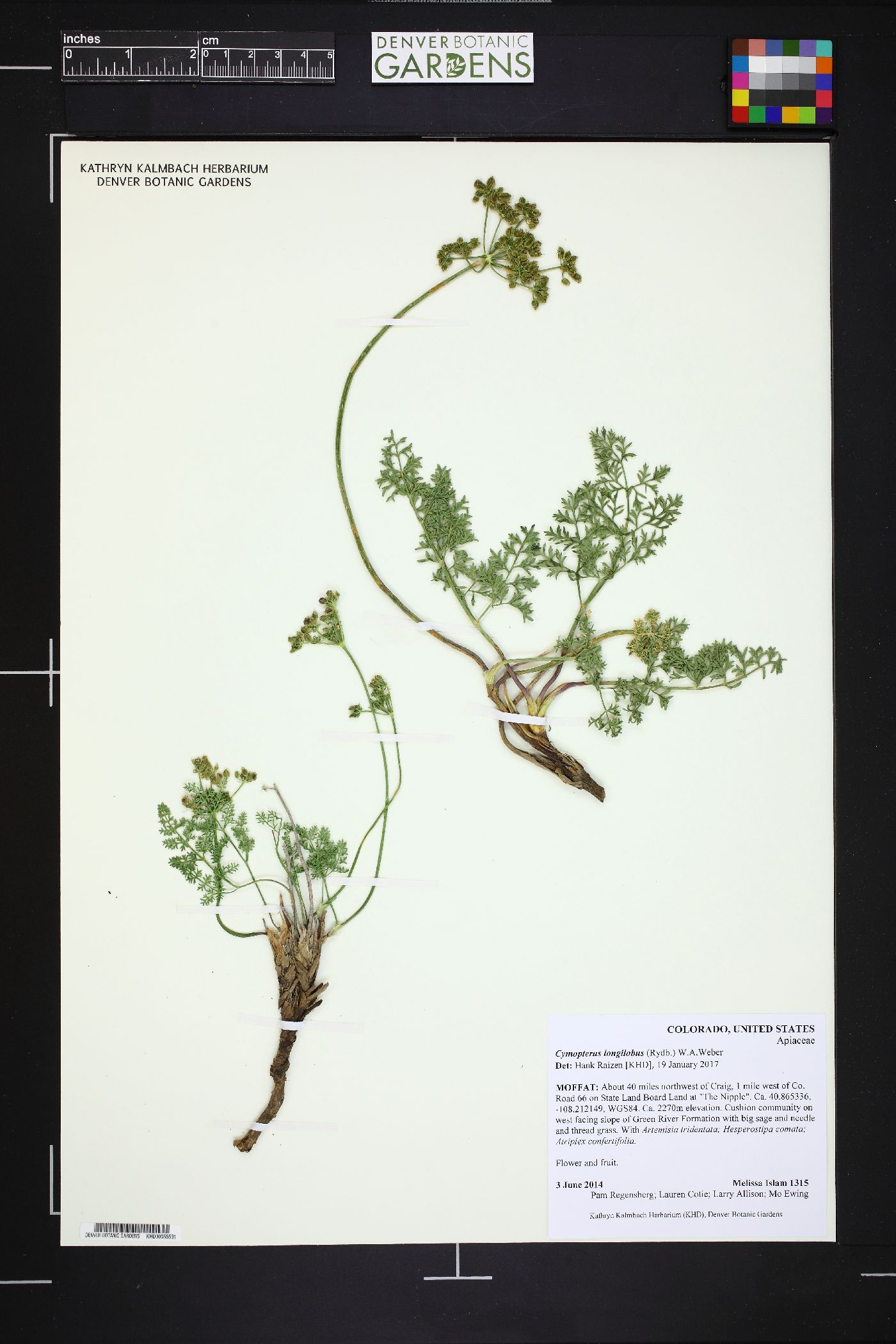 Pteryxia hendersonii image