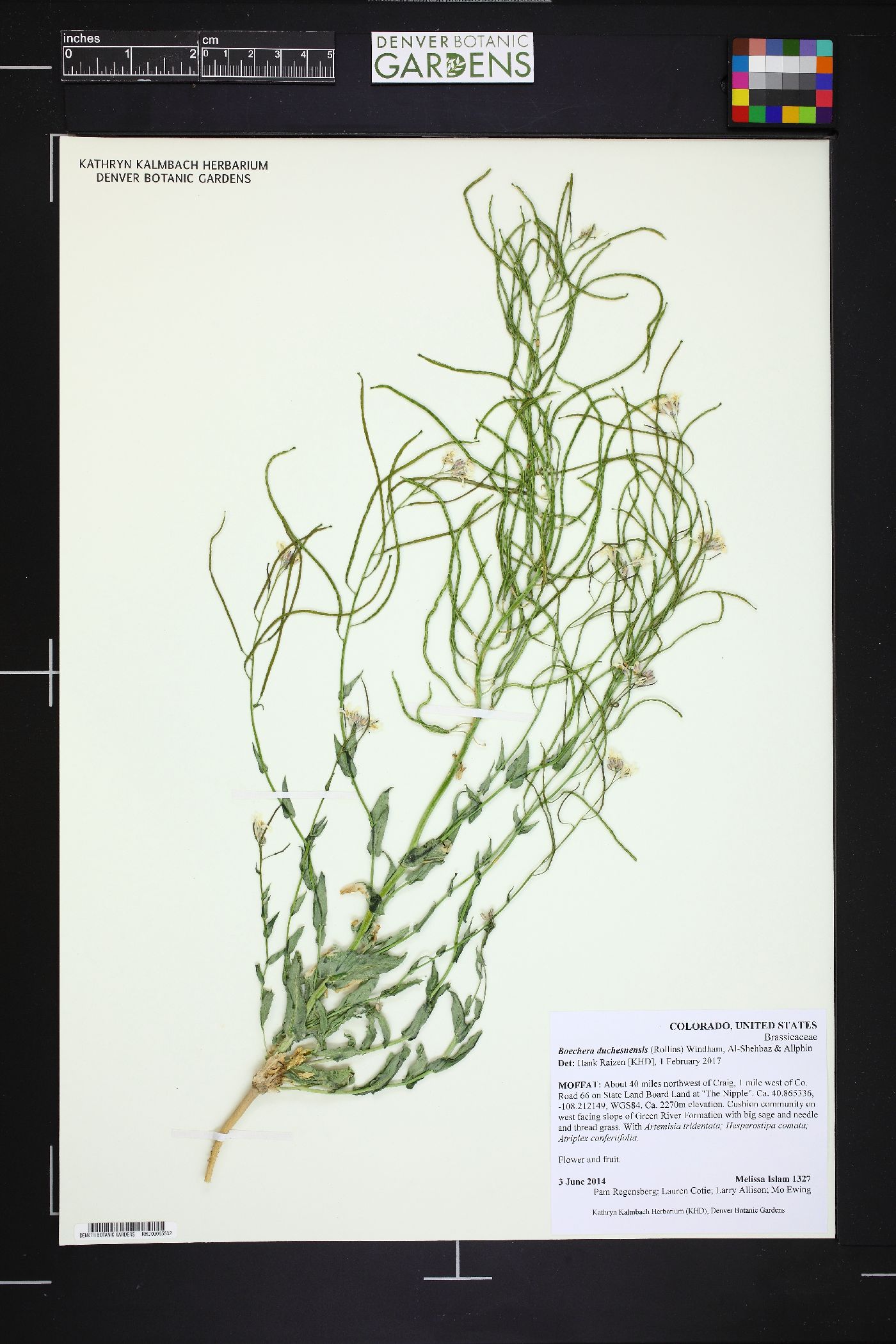 Thelypodiopsis elegans image