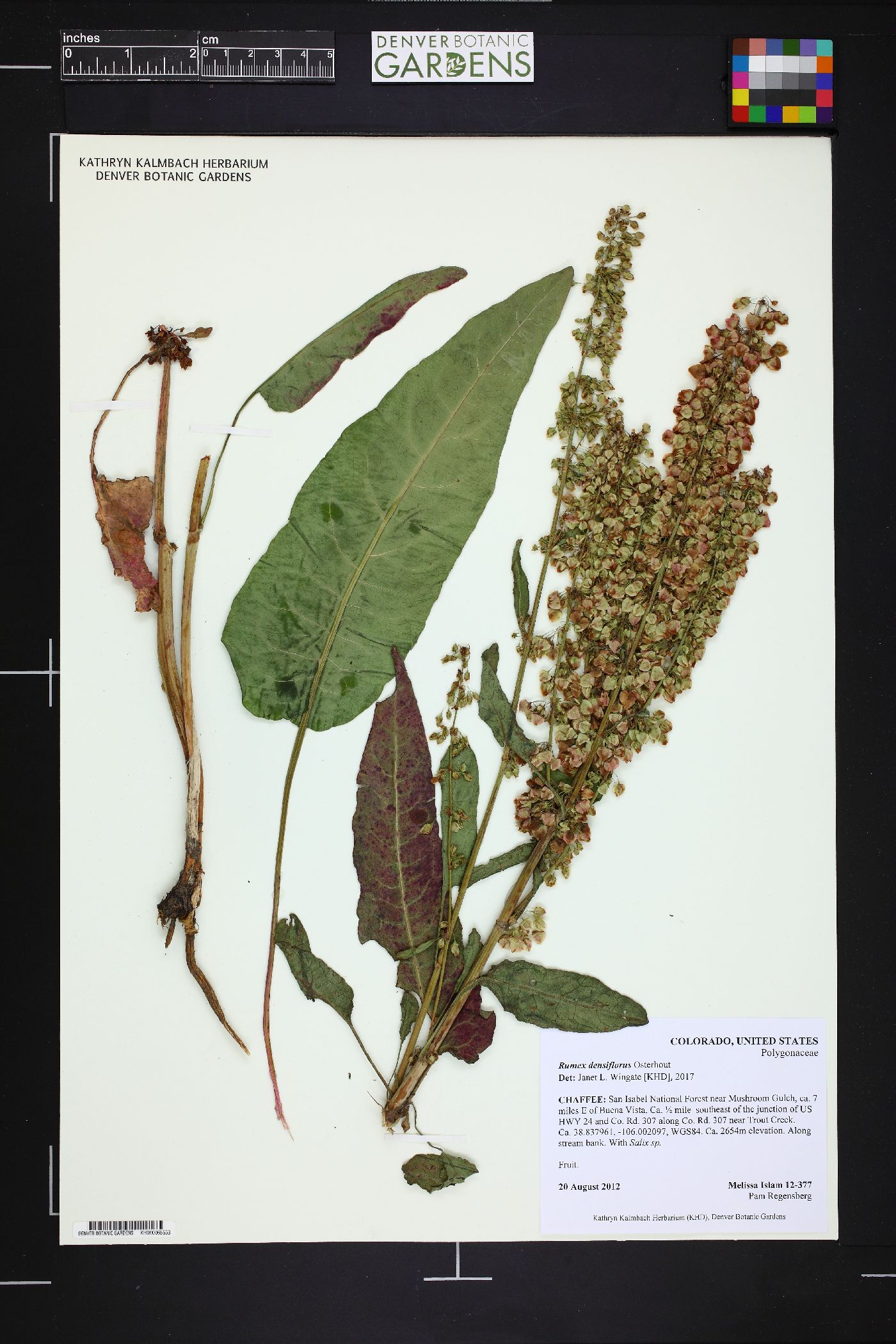 Rumex densiflorus image