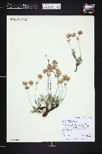 Eriogonum jamesii image