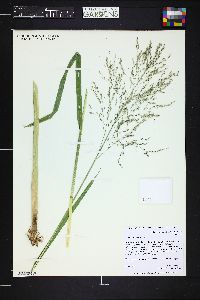 Glyceria grandis image