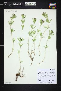 Phyla cuneifolia image