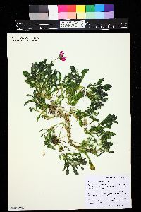 Dorotheanthus bellidiformis image