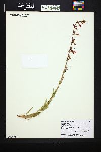 Penstemon utahensis image