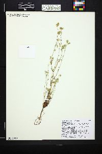 Cryptantha pterocarya image