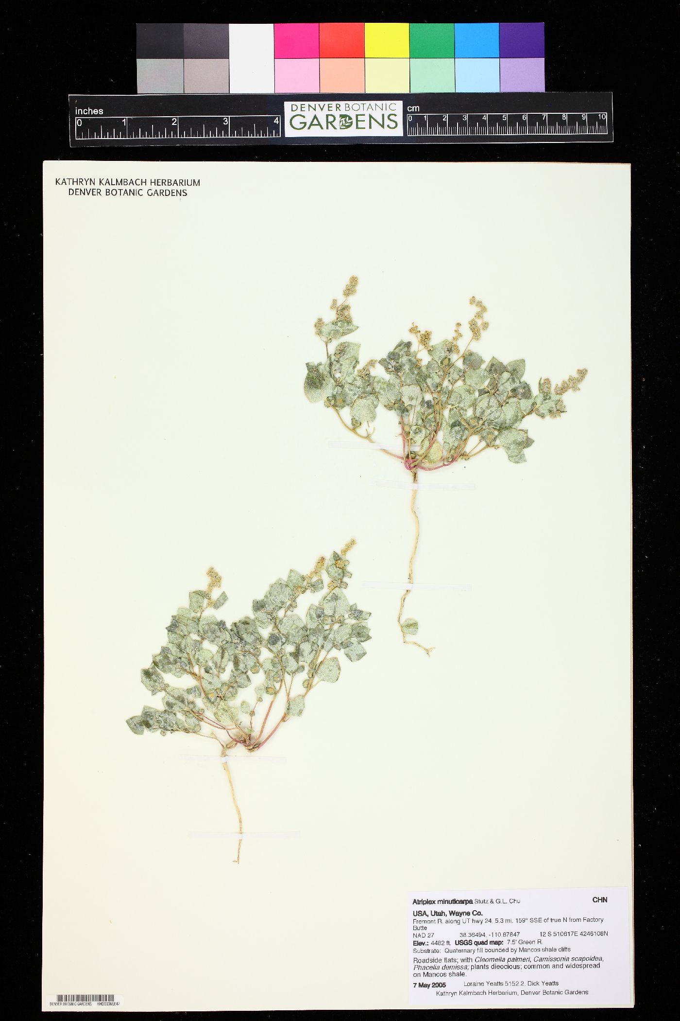 Atriplex minuticarpa image