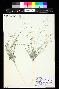 Descurainia incisa var. paysonii image