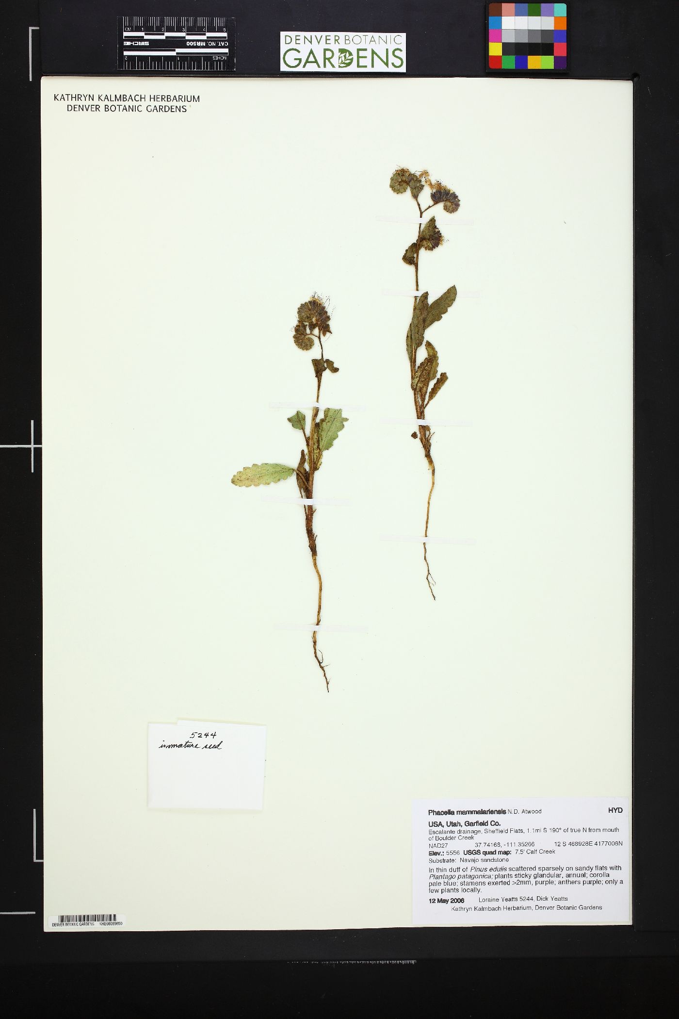 Phacelia mammillarensis image