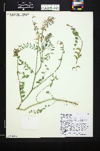 Astragalus lentiginosus var. palans image