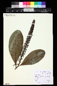 Image of Norantea guianensis