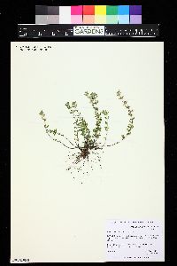 Image of Clinopodium alpinum