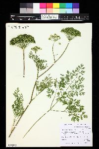 Image of Ligusticopsis wallichiana