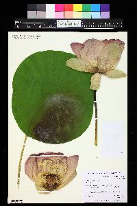 Nelumbo nucifera image