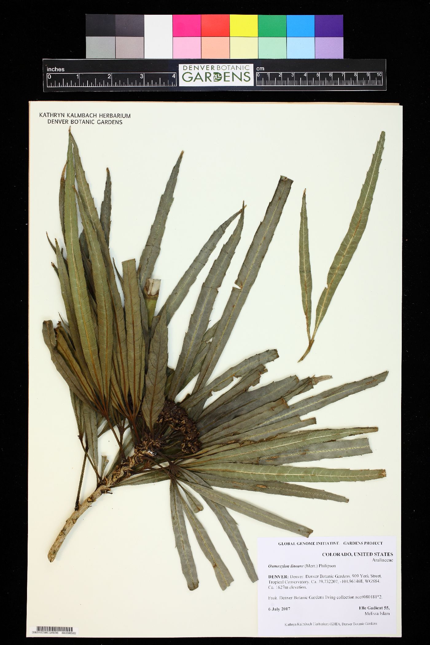Osmoxylon lineare image