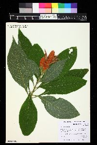 Aphelandra sinclairiana image