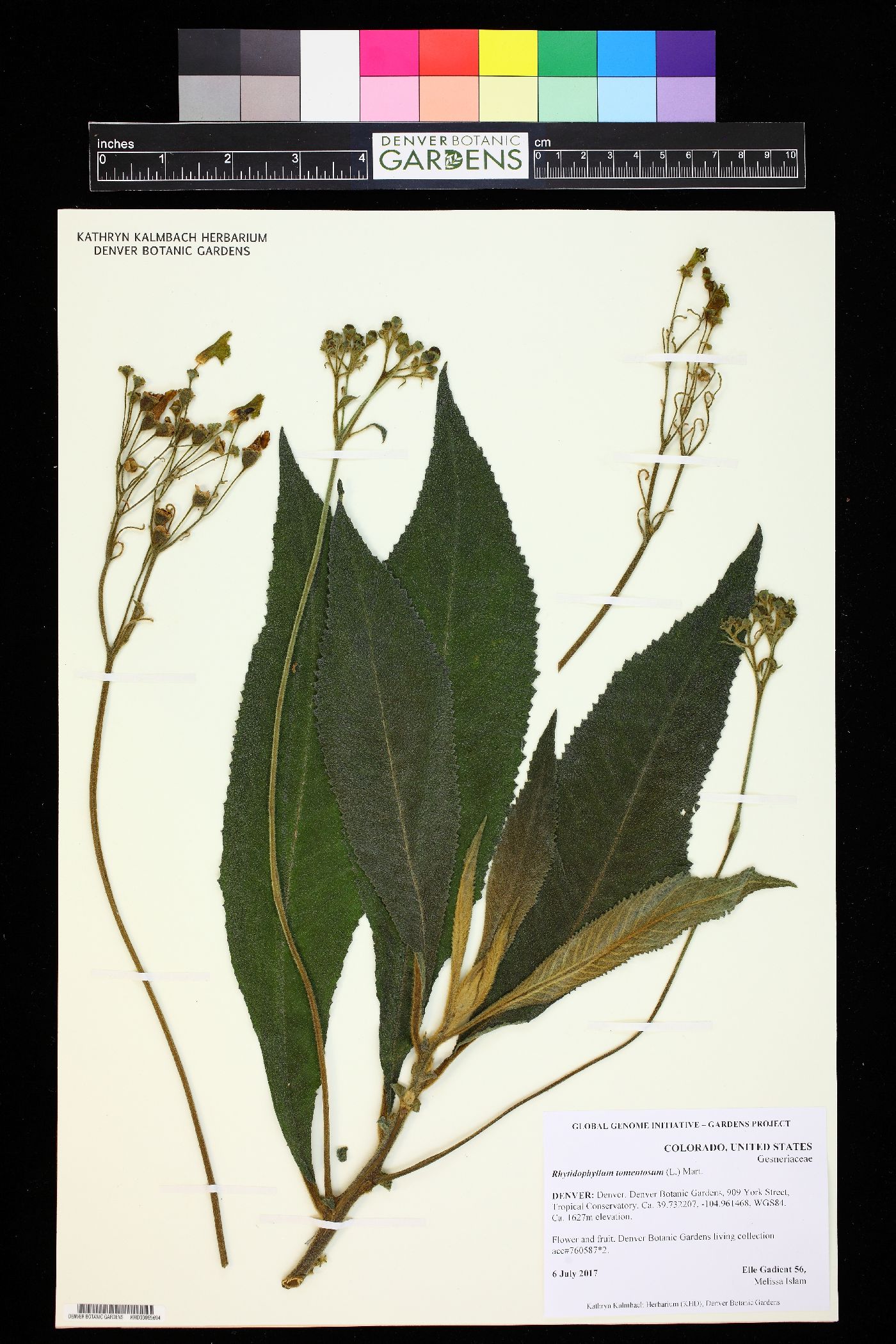 Rhytidophyllum tomentosum image