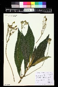 Image of Rhytidophyllum tomentosum