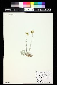 Antennaria umbrinella image