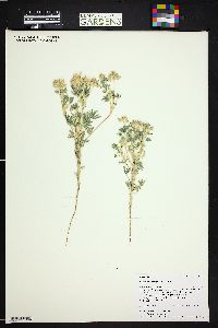 Lupinus polyphyllus image