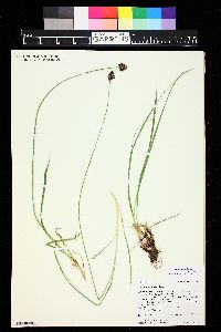 Carex nova image