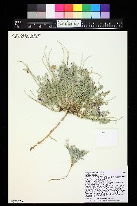 Astragalus tephrodes image