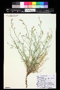 Stephanomeria tenuifolia image