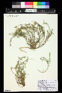 Astragalus allochrous image