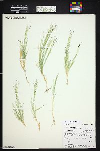 Muhlenbergia asperifolia image