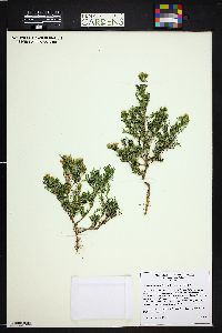 Dyssodia papposa image