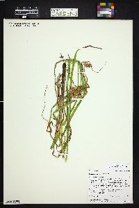 Carex retrorsa image