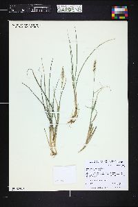 Calamagrostis purpurascens image