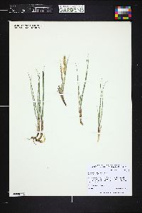 Calamagrostis purpurascens image