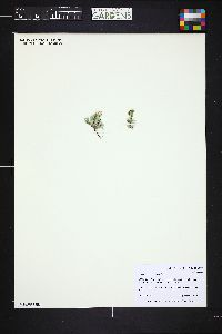 Image of Antennaria aromatica
