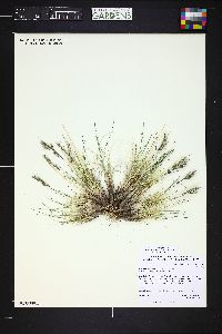 Image of Helictotrichon mortonianum