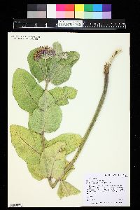 Asclepias speciosa image