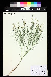 Astragalus convallarius image