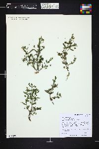 Gratiola neglecta image