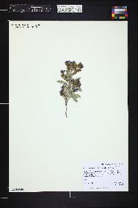 Phacelia gina-glenneae image