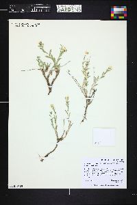 Xanthisma grindelioides image