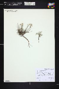 Chaenactis douglasii image