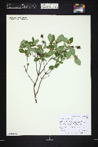 Symphoricarpos occidentalis image