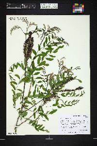 Amorpha canescens image