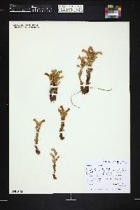 Orobanche fasciculata image