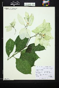 Mussaenda philippica image