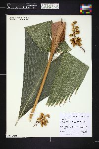 Image of Areca vestiaria